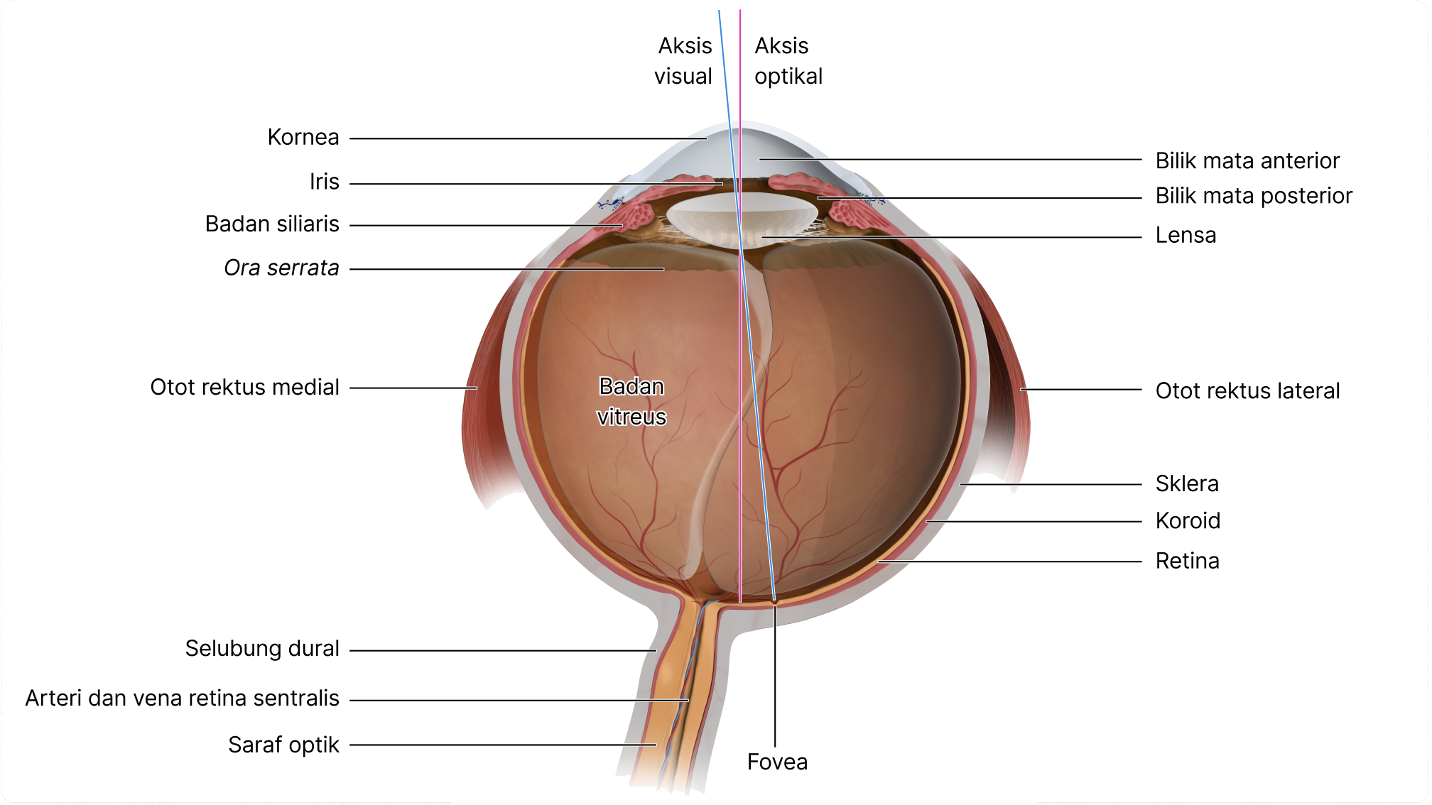 Diagram potongan melintang bola mata dengan bagian-bagiannya diberi nama.